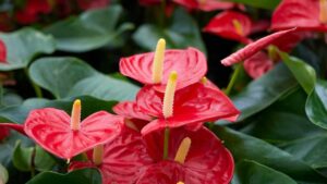 Anthurium pieno di fiori grazie a un oggetto che hai già in casa