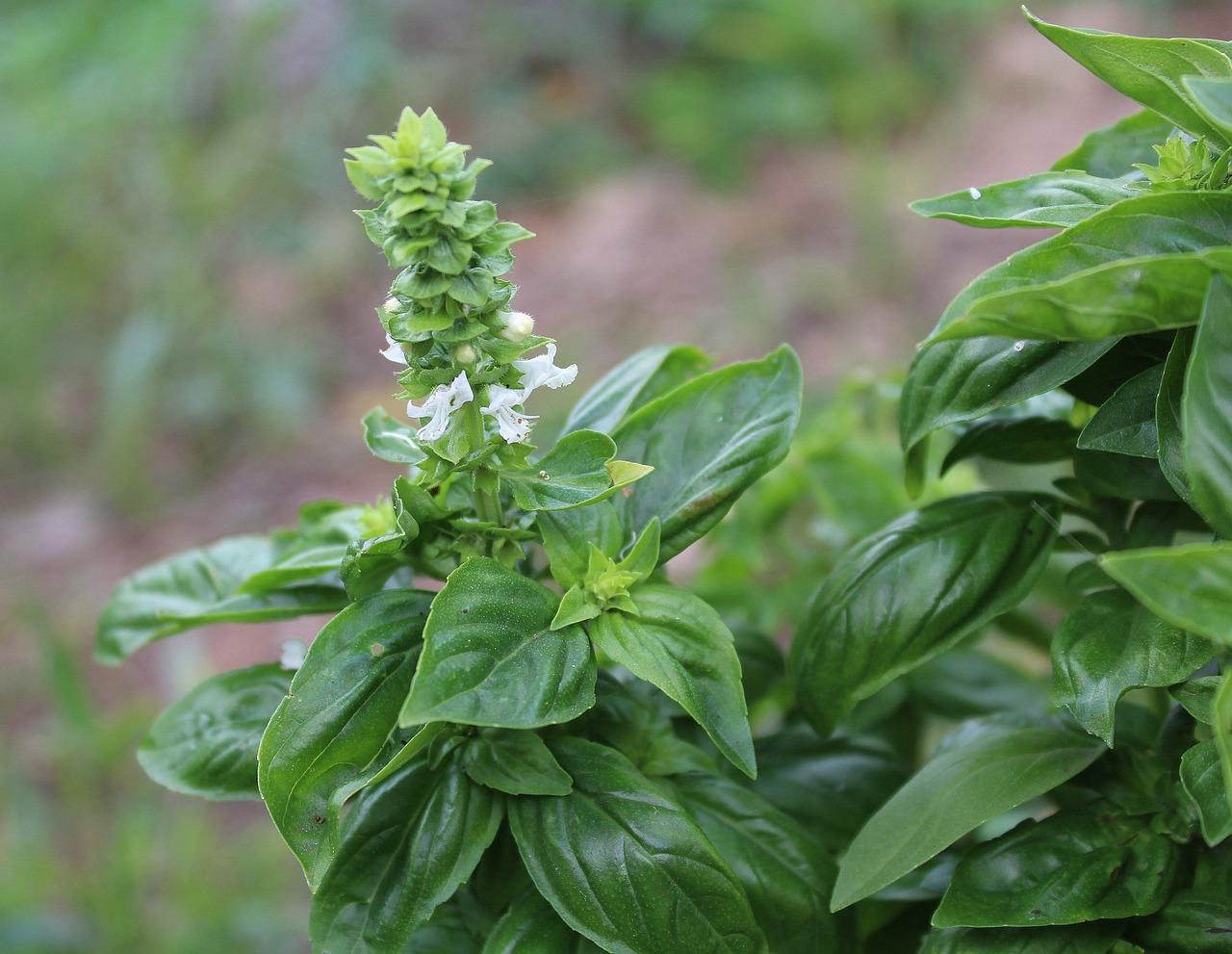 Fiori basilico