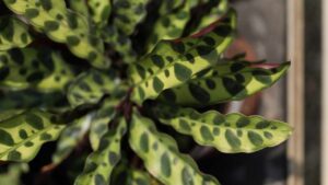 La chiamano la pianta con le code di pavone: come prendersi cura della Calathea Insignis