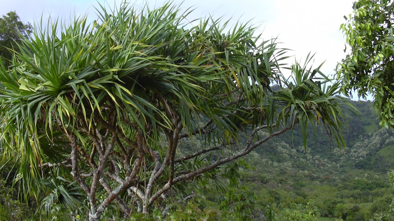 Pandanus tectorius