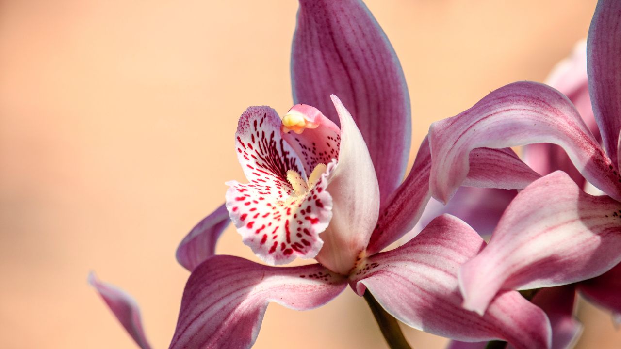 Orchidea in primo piano