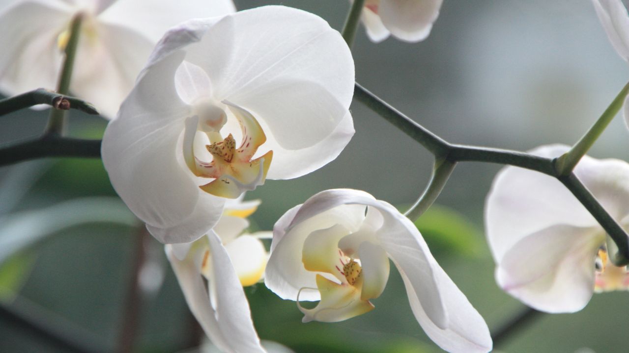 Orchidea