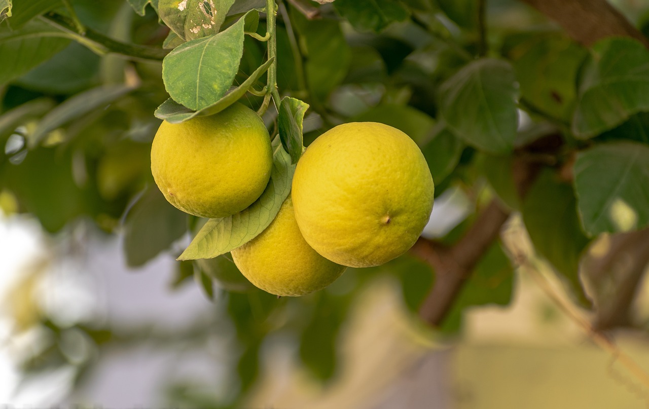 Coltivazione limone