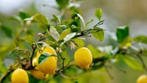 Perché il limone ha le foglie arricciate? Cause e cura