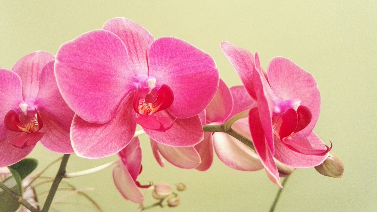 Primo piano orchidea