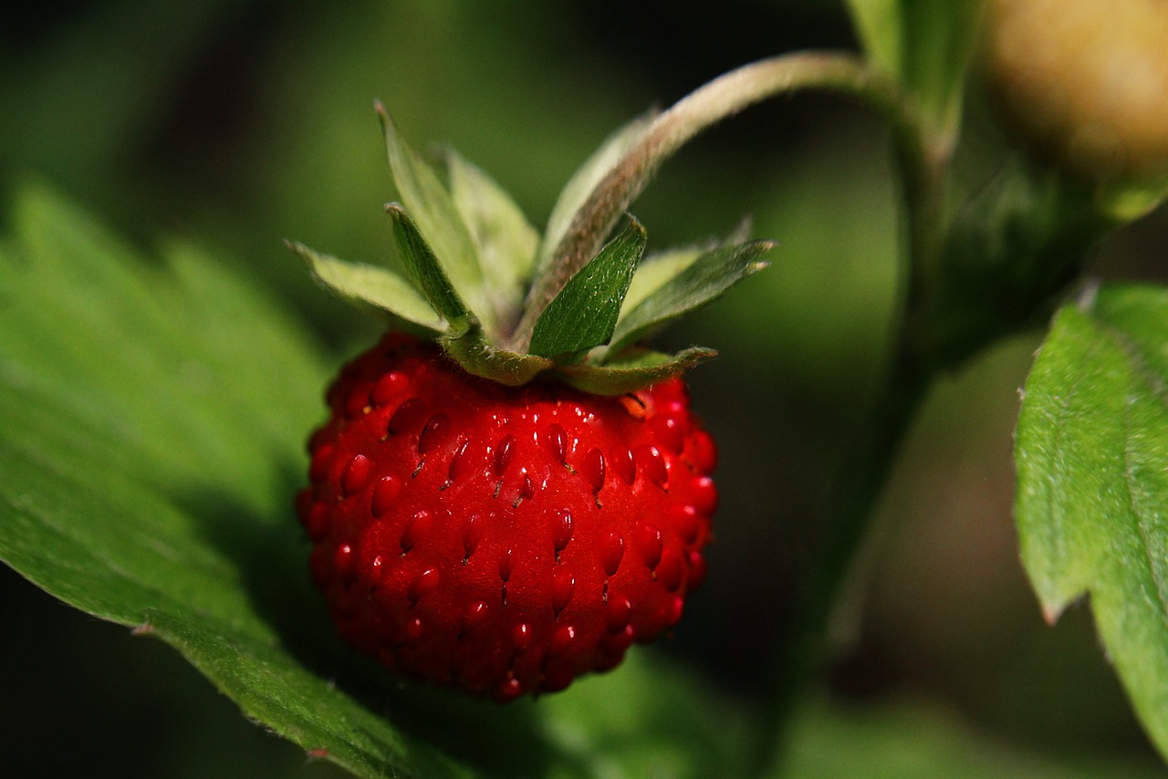 Fragola