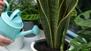 Perché dovresti tenere la sansevieria in casa: 5 motivi che (forse) ancora non conosci