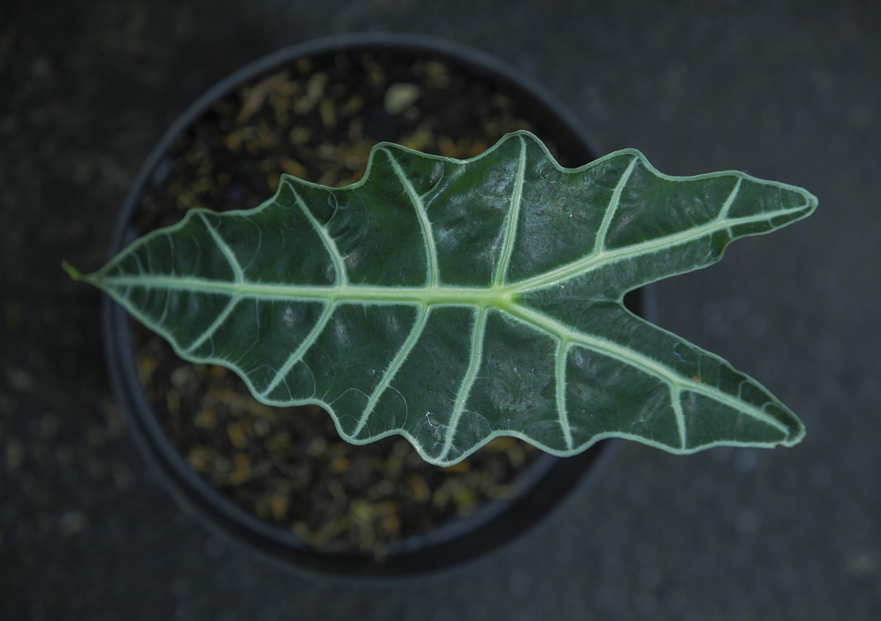 foglia alocasia