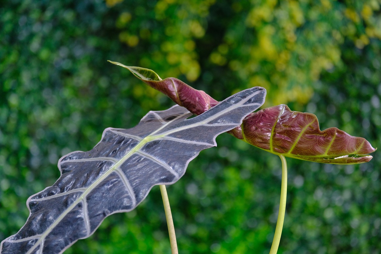 pianta di alocasia