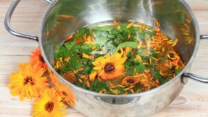 Come coltivare la Calendula in vaso, la pianta ricca di benefici