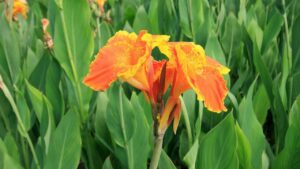 Come coltivare la Canna indica in vaso