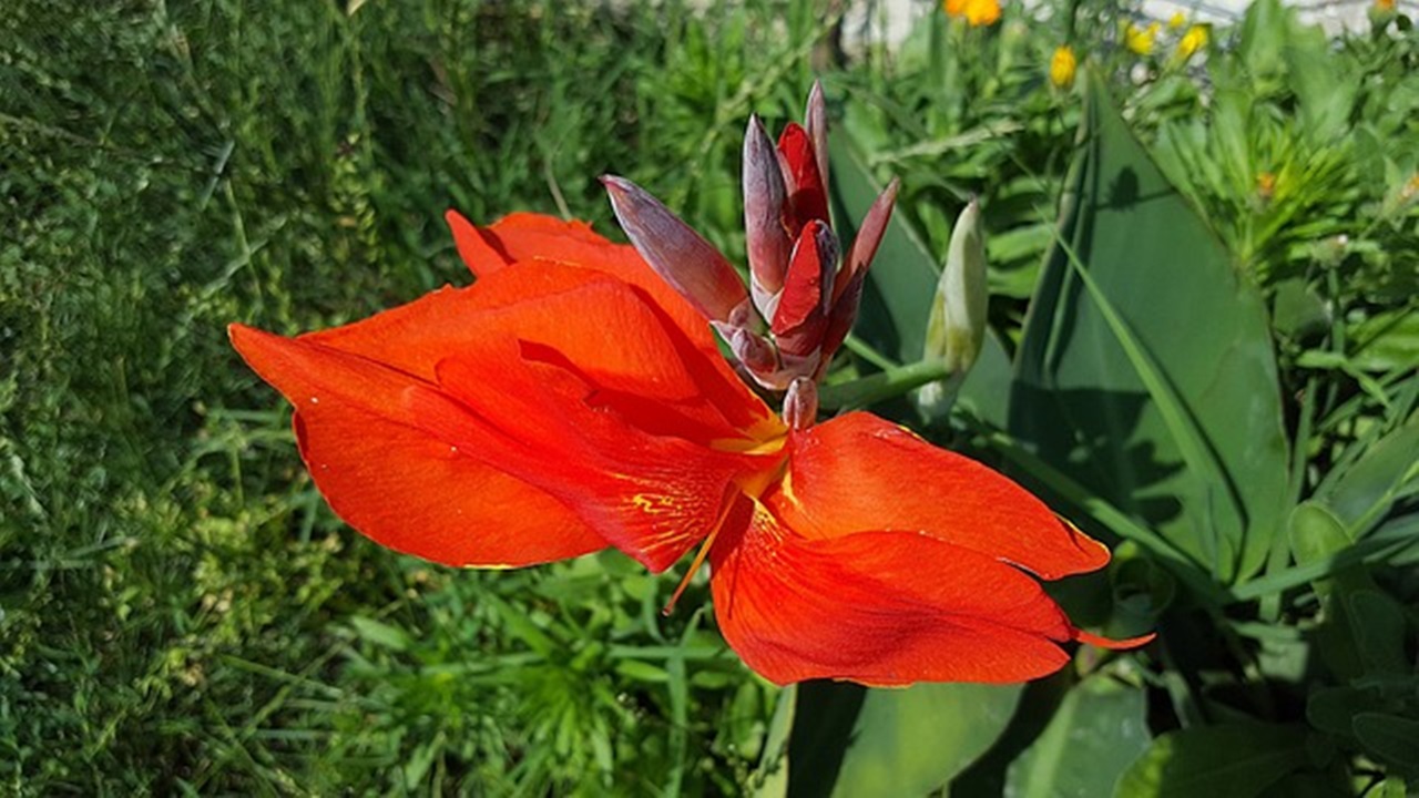 fiore rosso