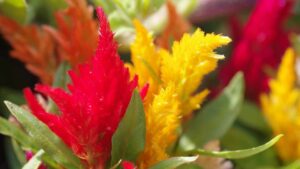 Conosci la Celosia? La pianta dai fiori coloratissimi? Tutti i consigli per prendertene cura