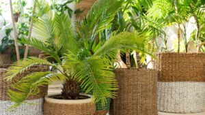 Con questi trucchi avrai nuove piante di Cycas per tutto l’anno