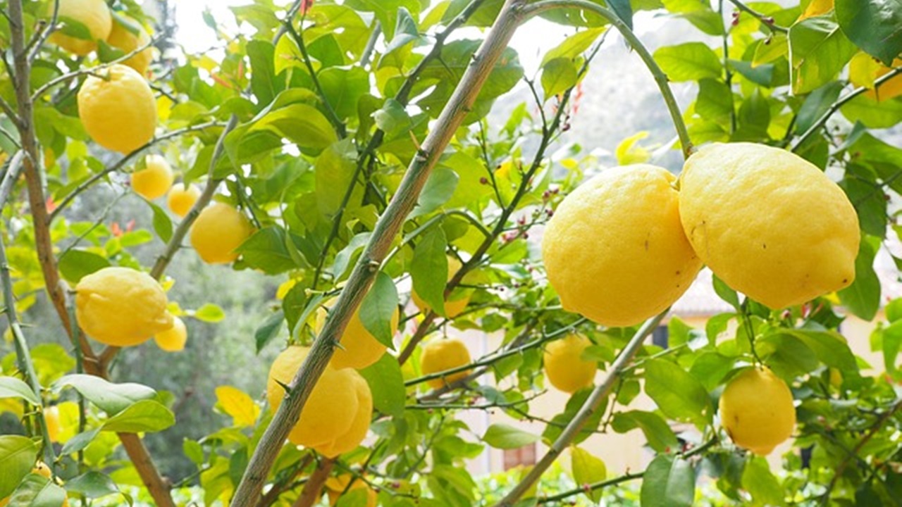 albero di limoni