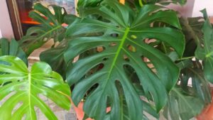 Hai una Monstera deliciosa? I consigli per farla sopravvivere in appartamento