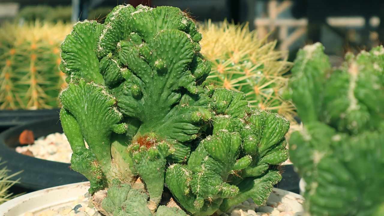 succulenta