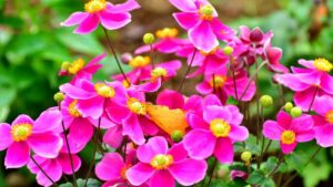 Le piante e i fiori più belli per decorare il balcone a settembre