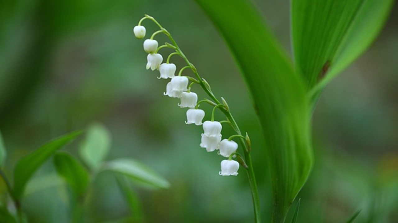 pianta fiorita