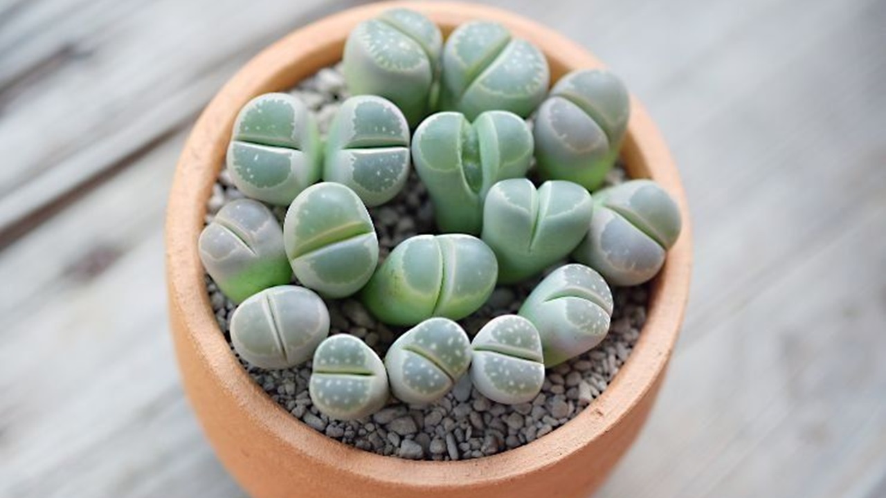 Lithops