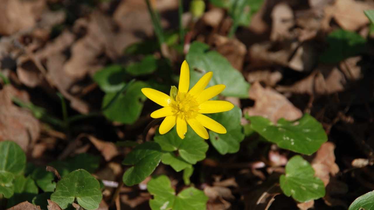 fiore giallo