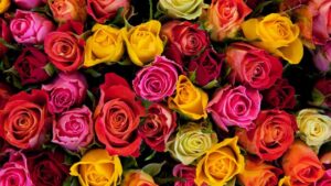 Il significato dei colori delle rose: quale regalare e per quale occasione