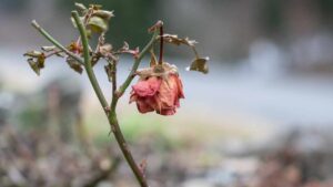 Fioritura delle rose finita: come mantenerle in salute