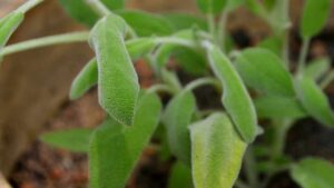 Come prendersi cura della salvia in casa