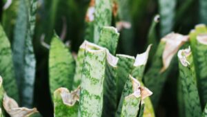 Sansevieria seccata dal sole, prova a recuperarla così