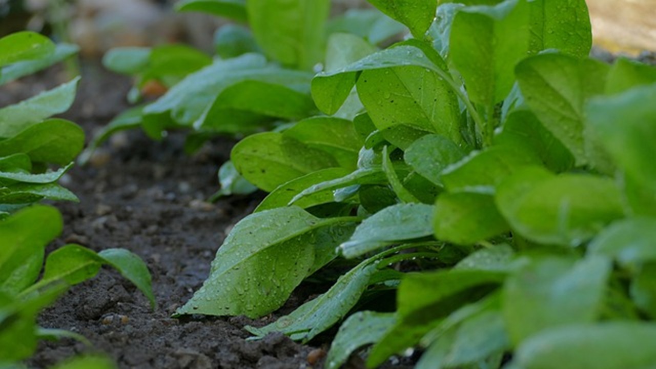 piante di spinaci