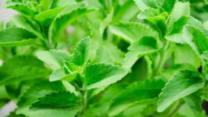 Quando raccogliere le foglie di stevia: tutto quello che dovresti sapere