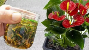 Con una tazza di questo liquido avrai vasi pieni di fiori in casa e giardino