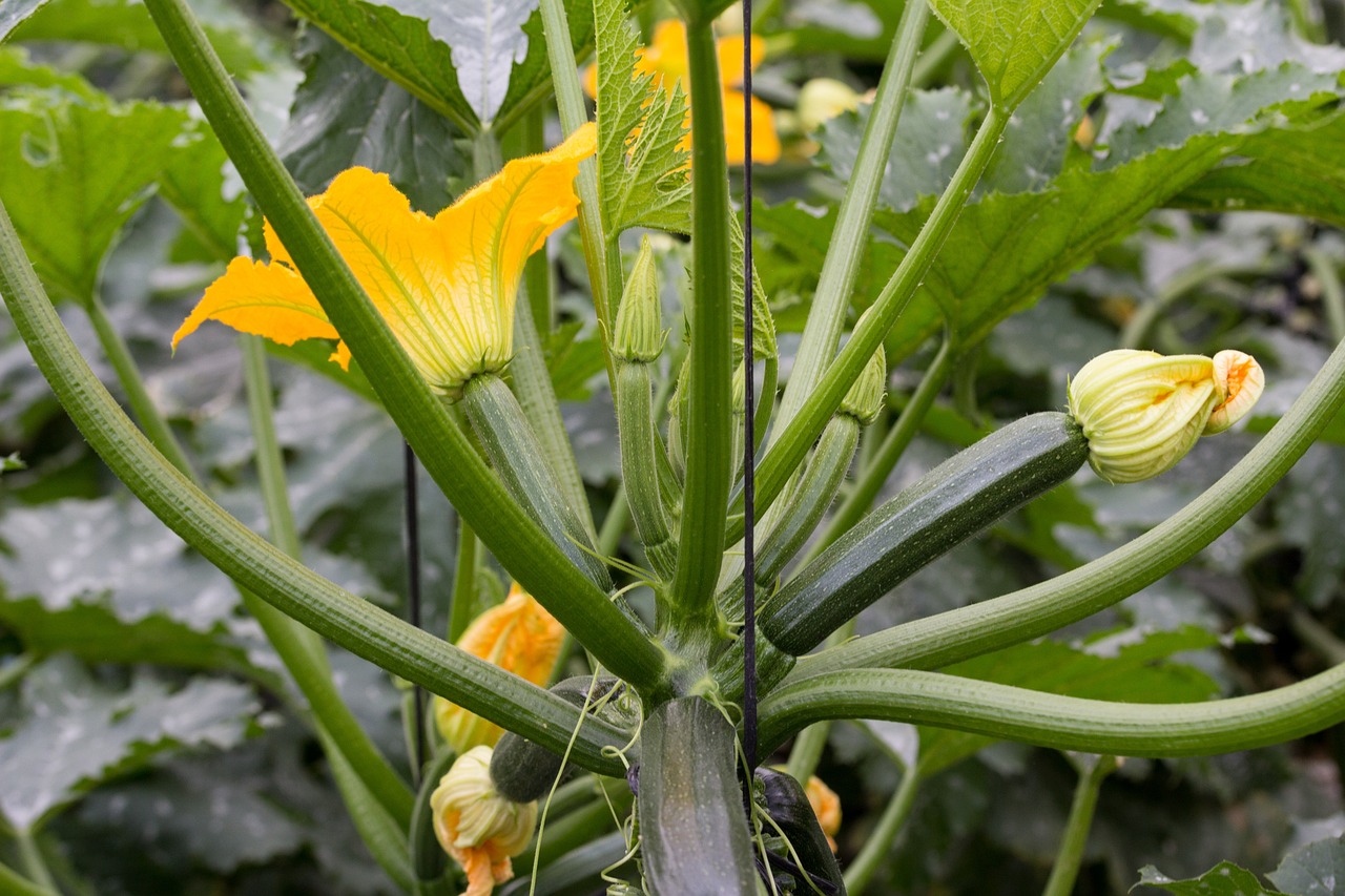 pianta di zucchine