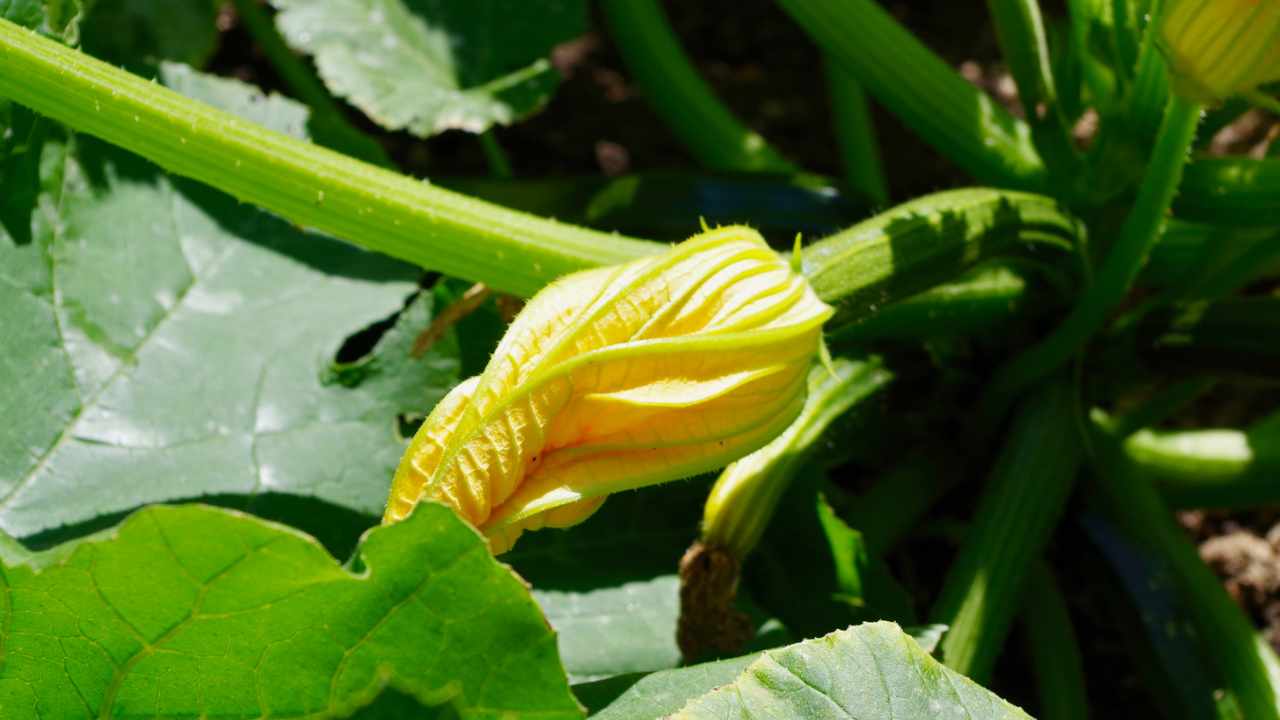 innaffiare le zucchine