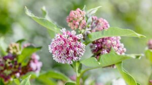 Asclepias syriaca: come coltivare la pianta dei pappagalli