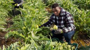 Cosa fare in autunno con i carciofi