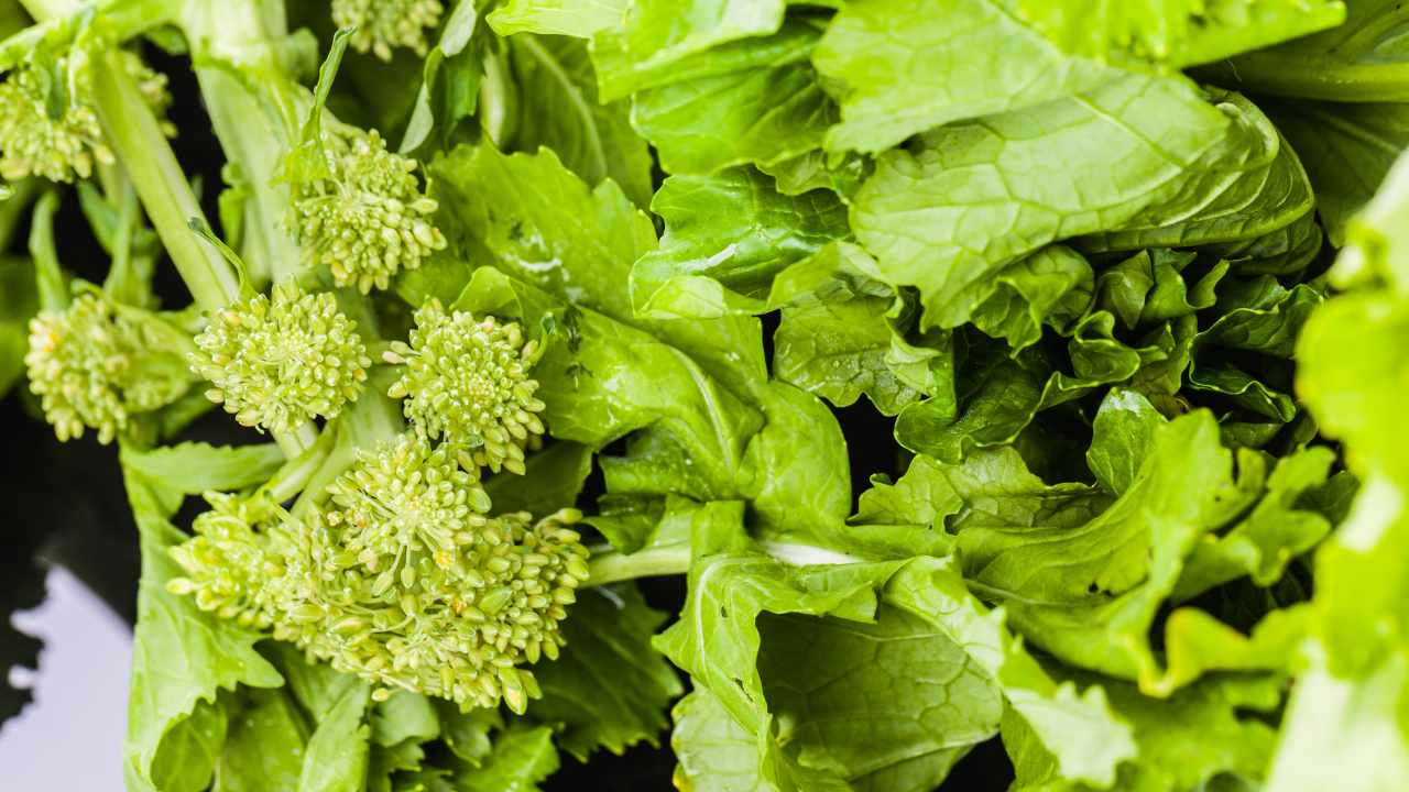 come coltivare le cime di rapa