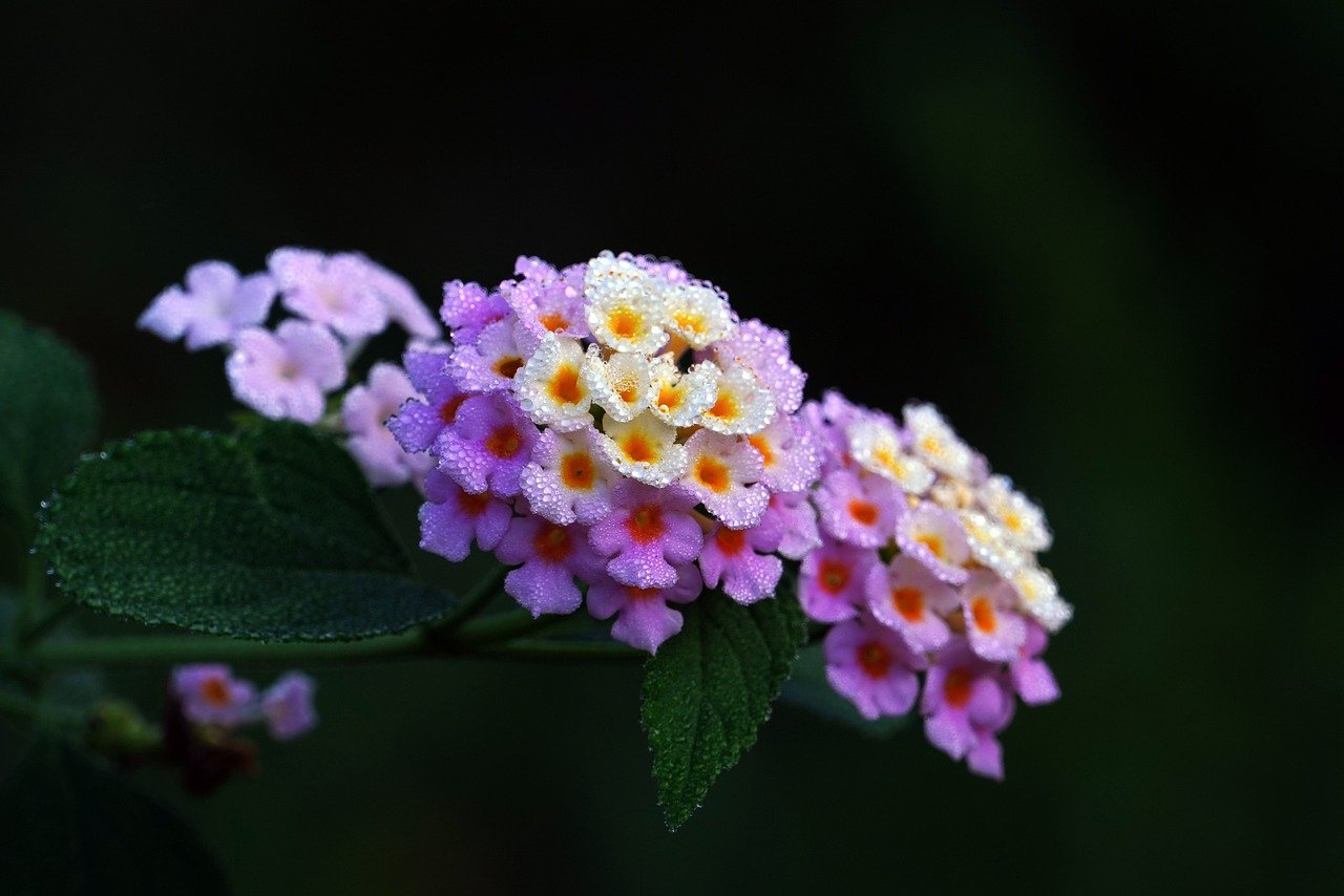 Lantana fiori