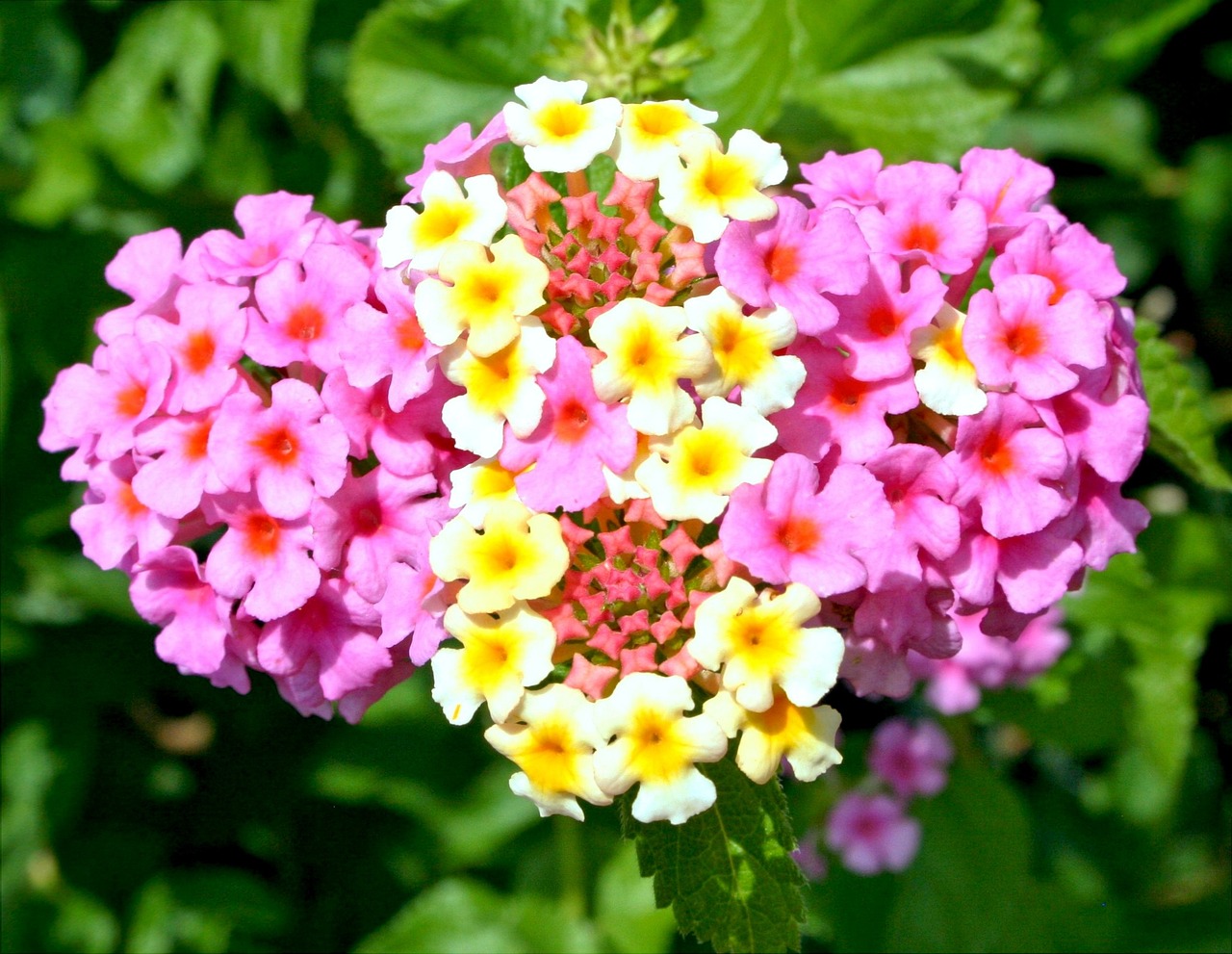 Primo piano lantana