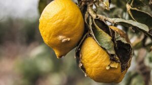 Il limone fa i frutti marci? Forse anche tu hai questo problema: risolvilo con una bottiglia