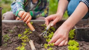 Cosa seminare e raccogliere nell’orto a novembre