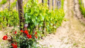 Sai perché all’ingresso dei vigneti ci sono sempre le rose? Solo in pochi conoscono la risposta