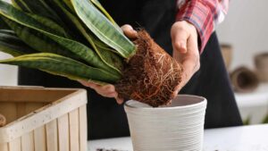 Come capire quando rinvasare la sansevieria