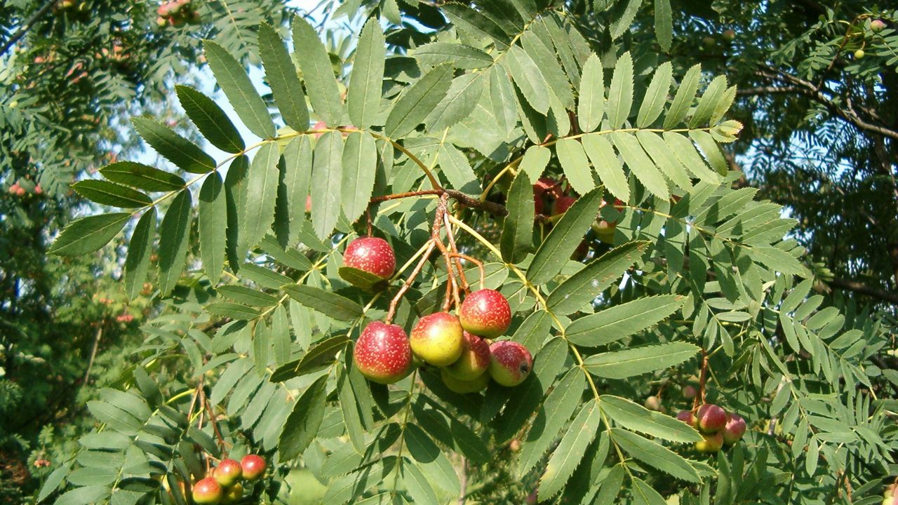 Sorbus domestica