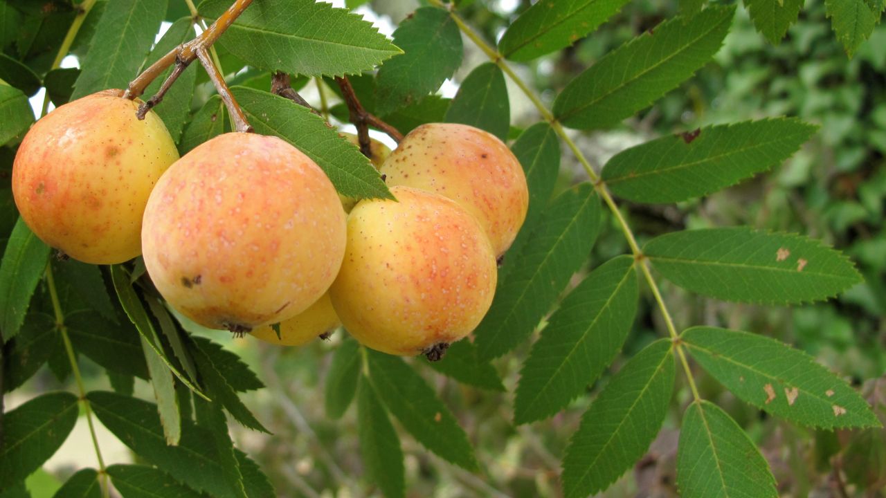 Frutti Sorbus domestica