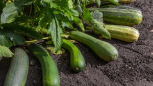 Zucchine: a che distanza si piantano