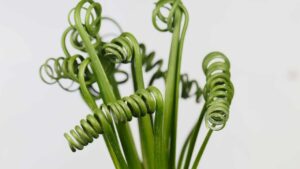 Mai sentito parlare della pianta cavatappi? Come coltivare l’Albuca spiralis