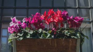 Con queste piante il tuo balcone sarà verde e bellissimo anche in inverno