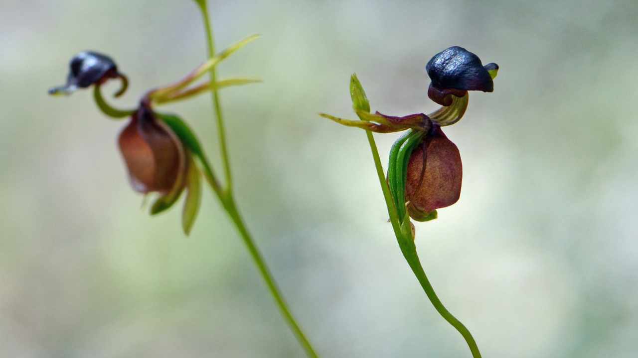 orchidea australiana