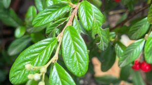 È una pianta bellissima per il giardino, ma attenzione: il frutto può essere tossico